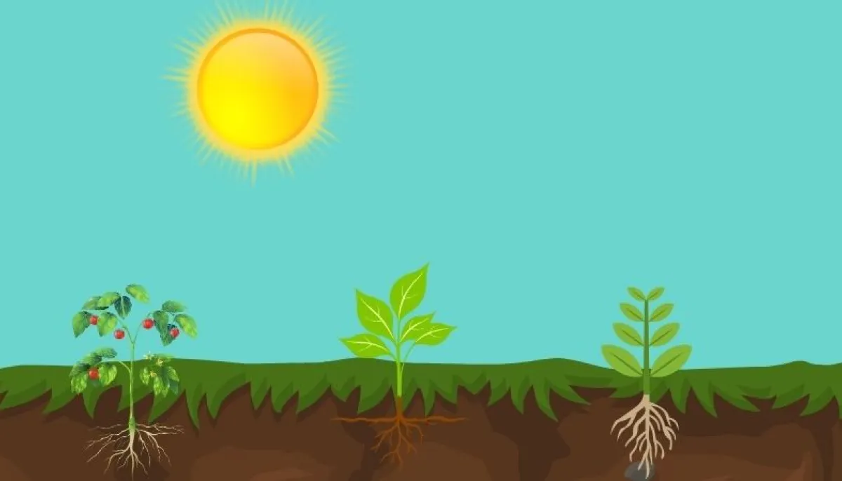 Illustratie plantjes boven en onder de grond