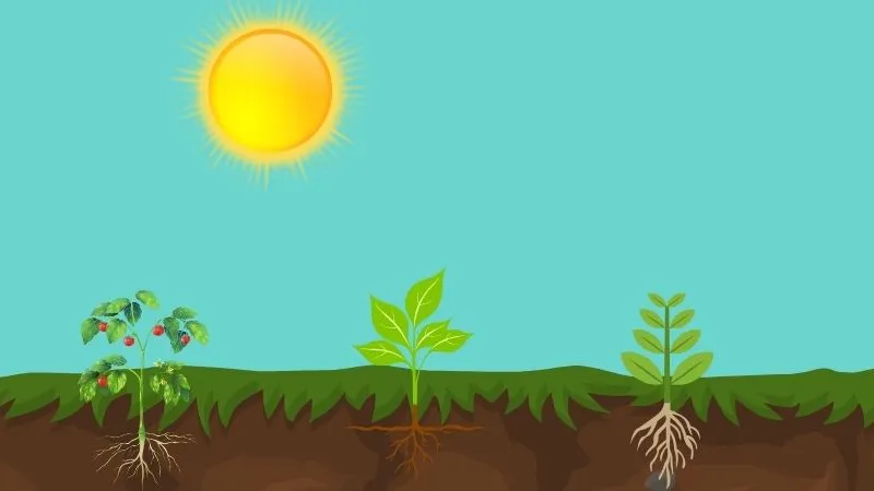 Illustratie plantjes boven en onder de grond