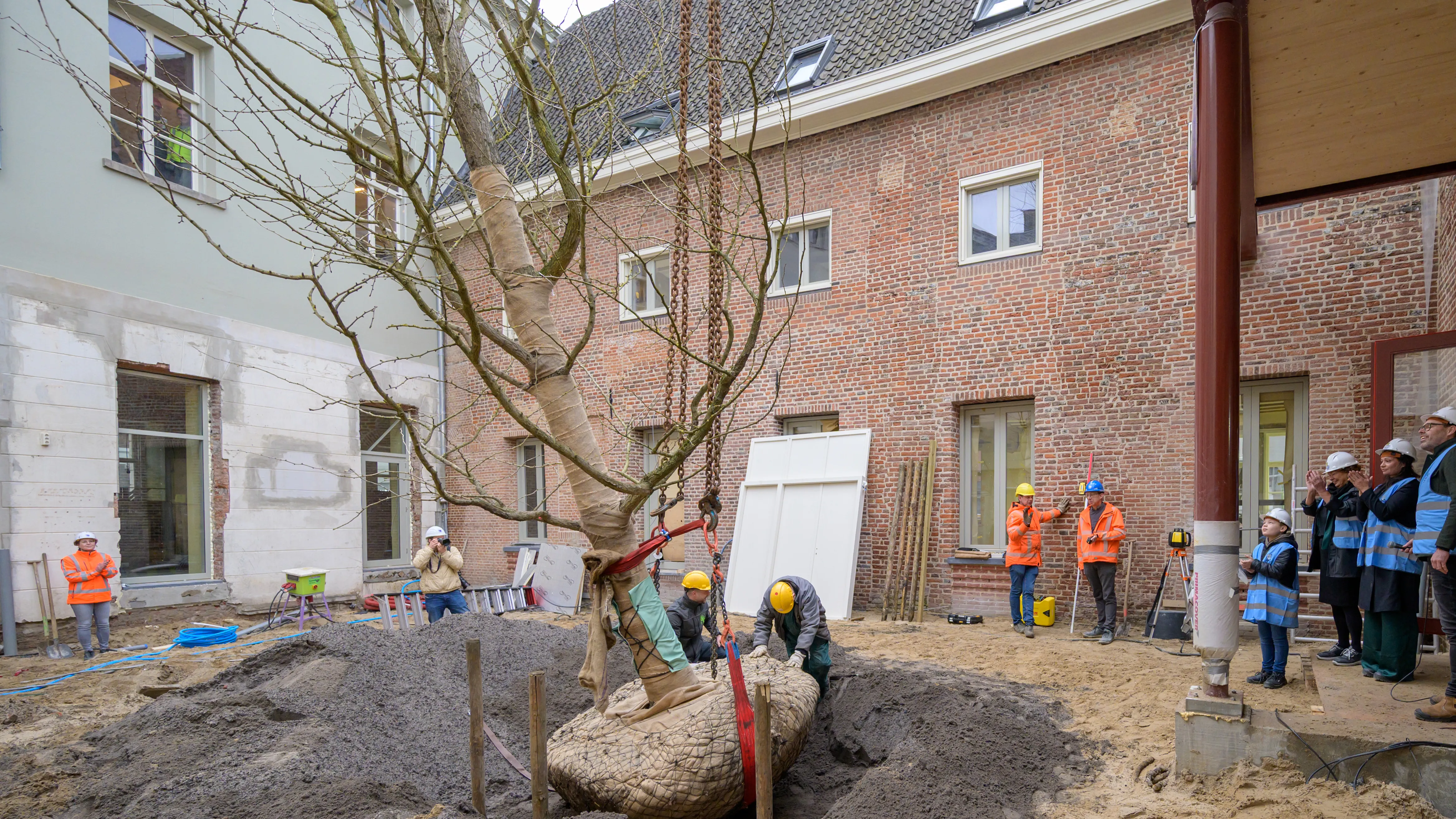 planten boom op binnenplaats