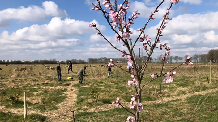 Foto van grasveld met bloeiende jonge boom / rose bloesem