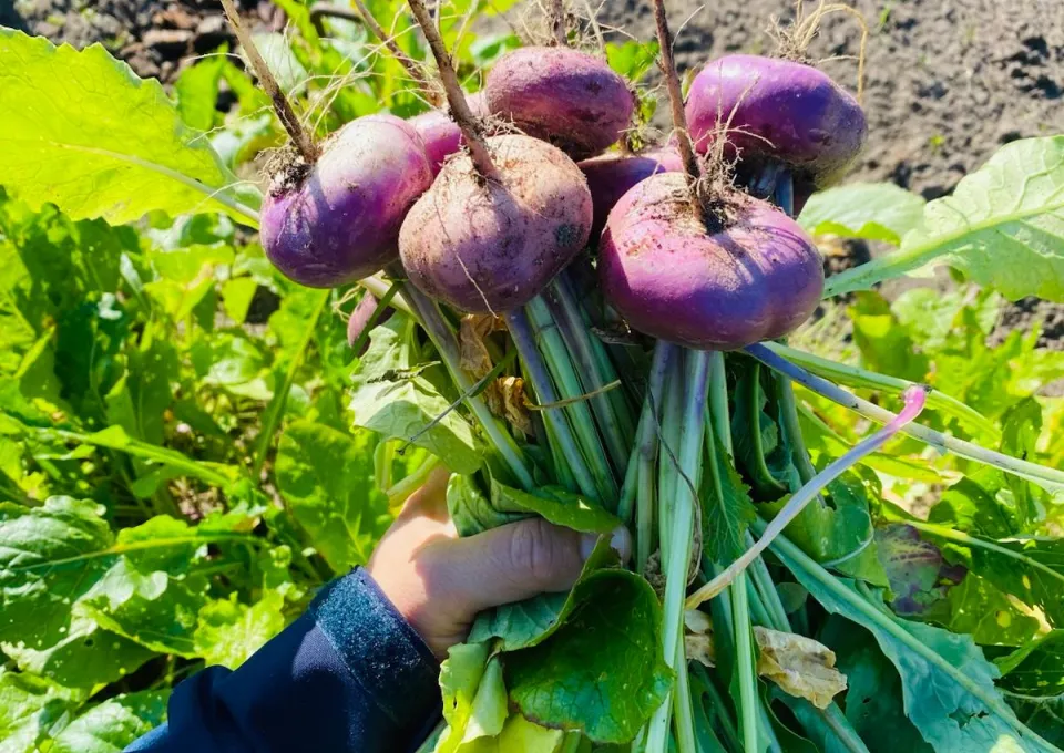 meiknollen, moestuin, oogst, biologische zaden
