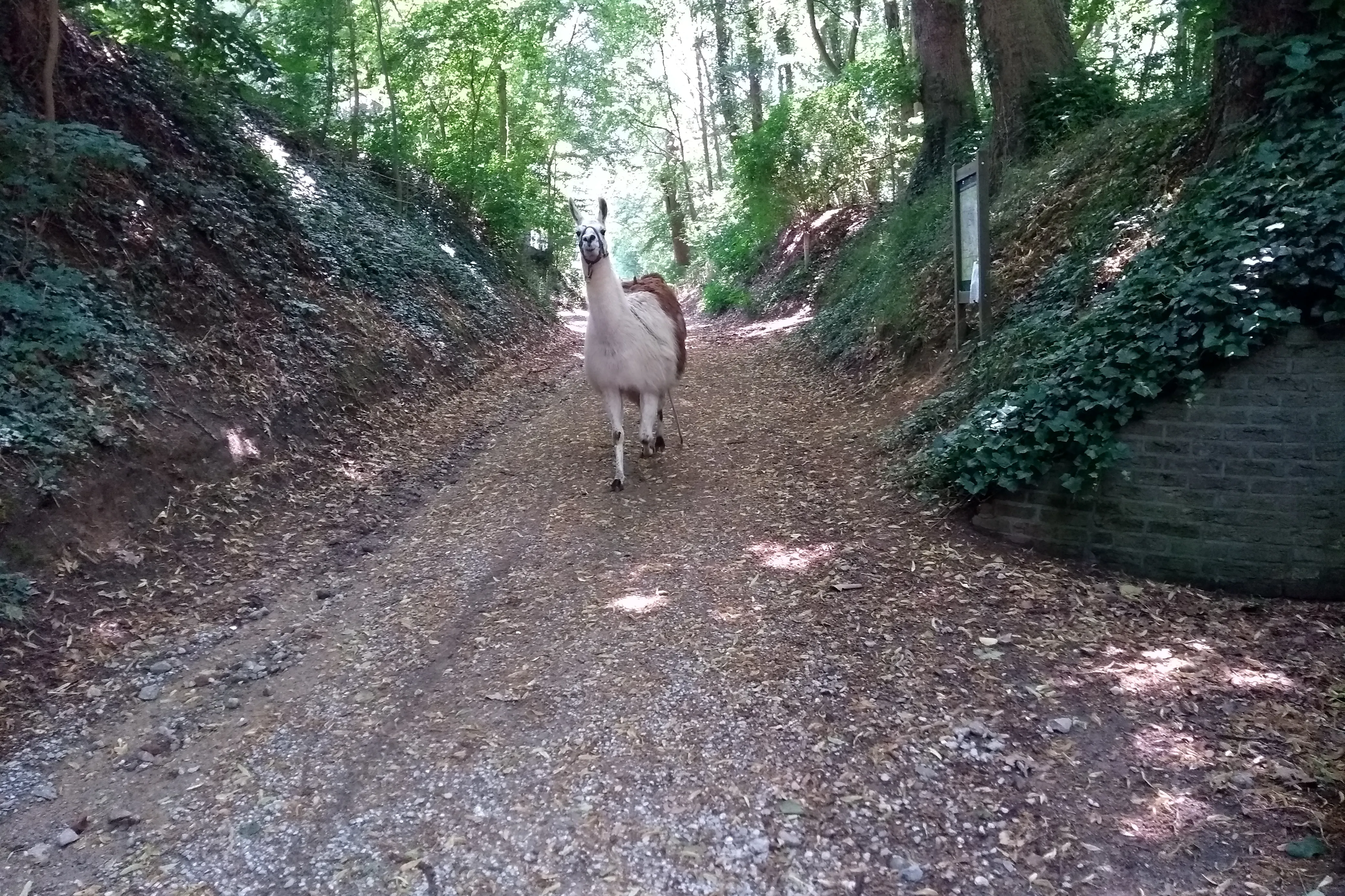 lama wandelen bos natuur