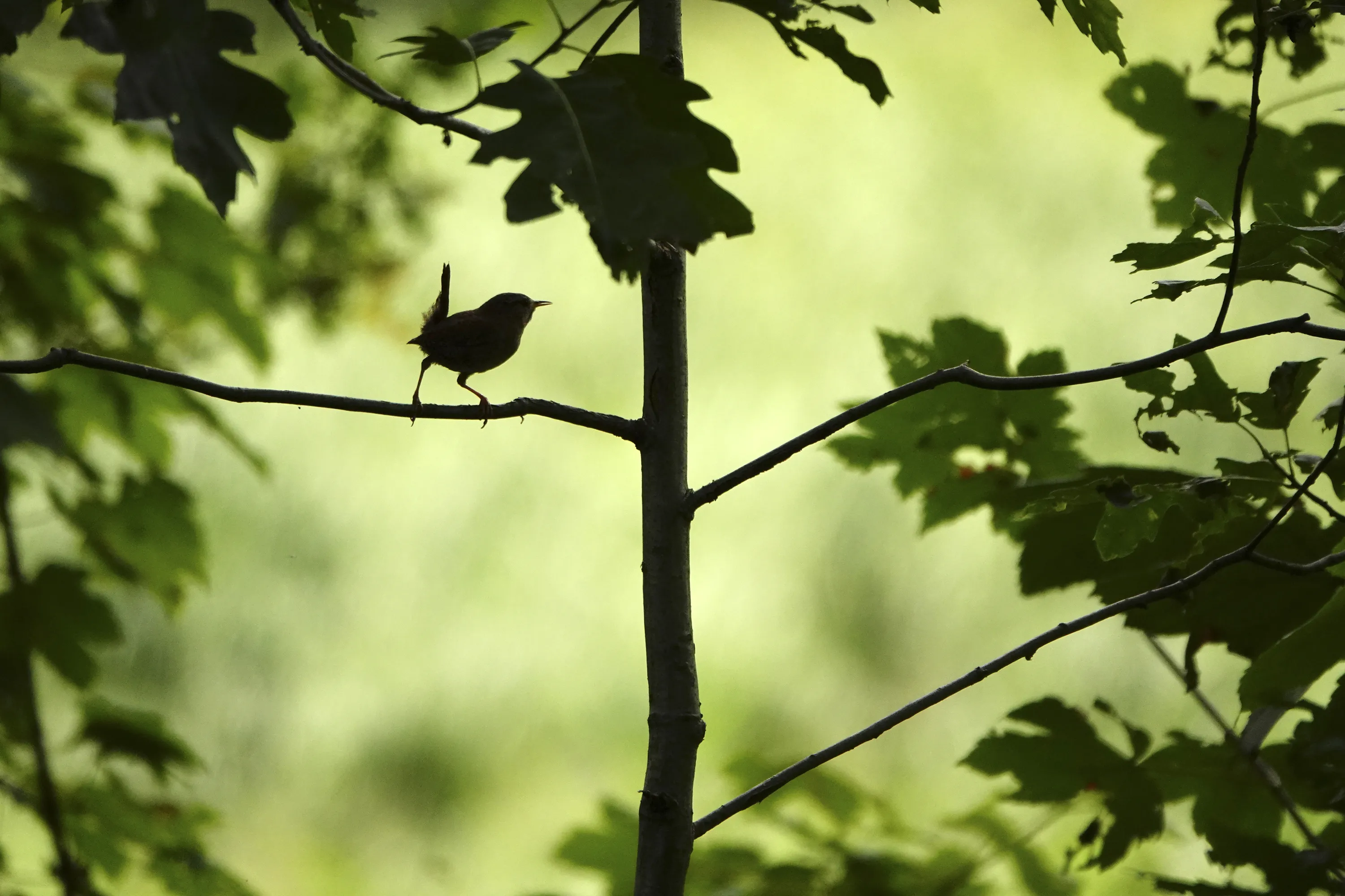 Foto van groen bos met vogeltje op tak