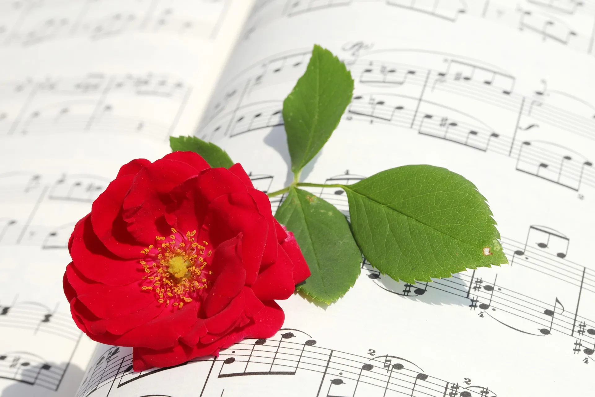 bladmuziek met rode roos
