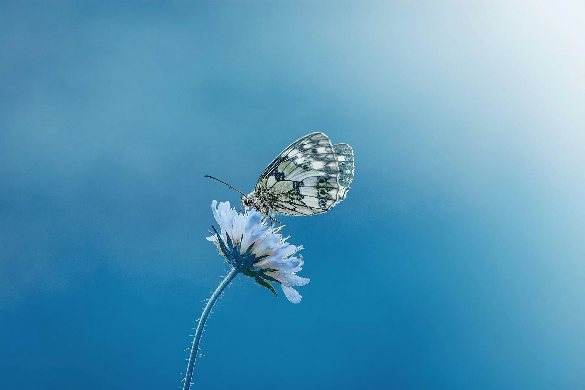 Vlinder op bloem met blauwe achtergrond