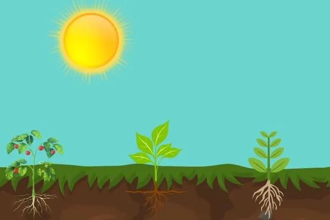 Illustratie plantjes boven en onder de grond