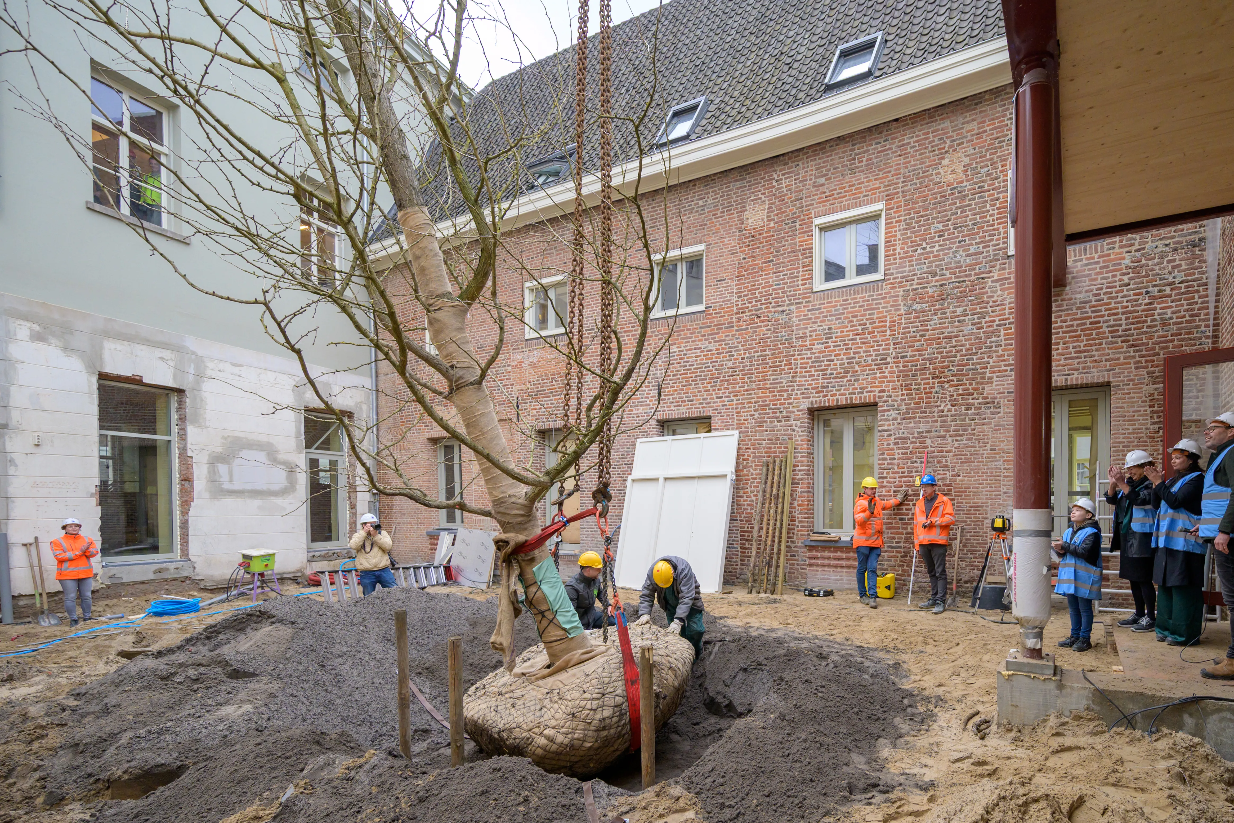 planten boom op binnenplaats