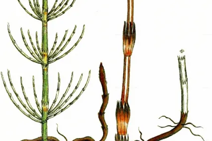 heermoes plant illustratie
