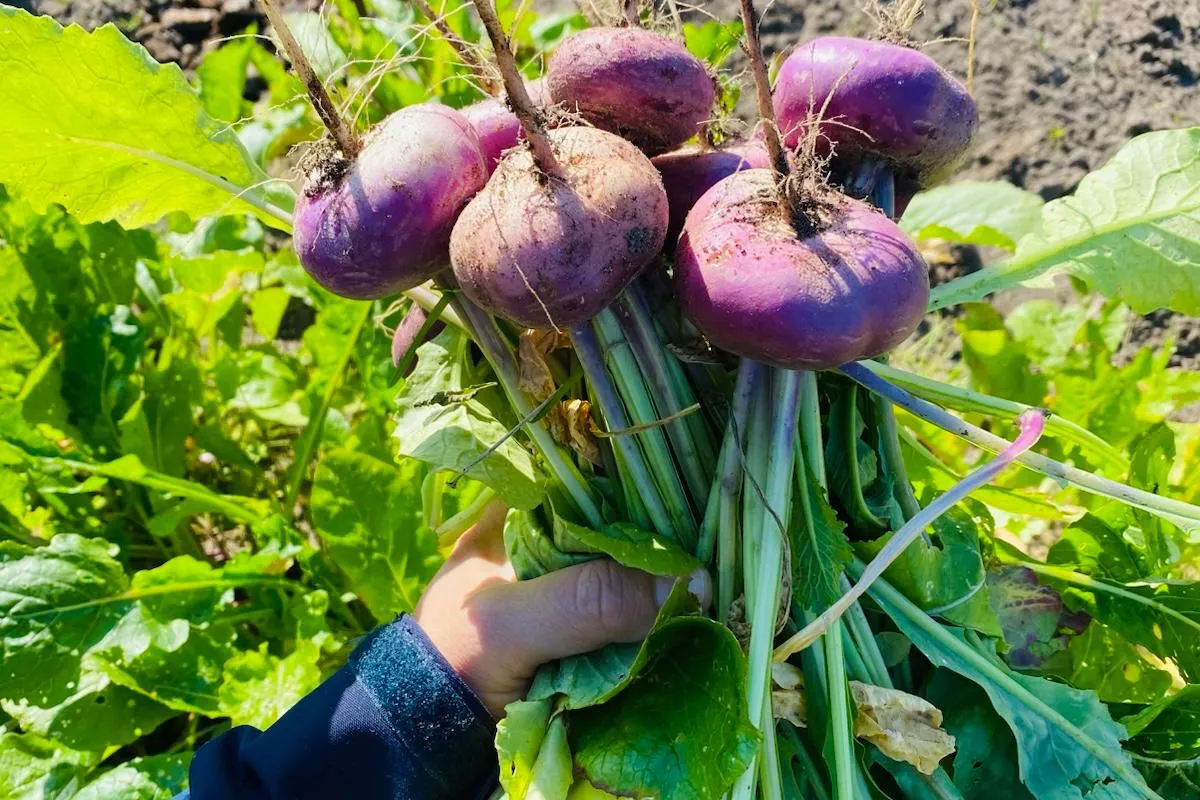 meiknollen, moestuin, oogst, biologische zaden