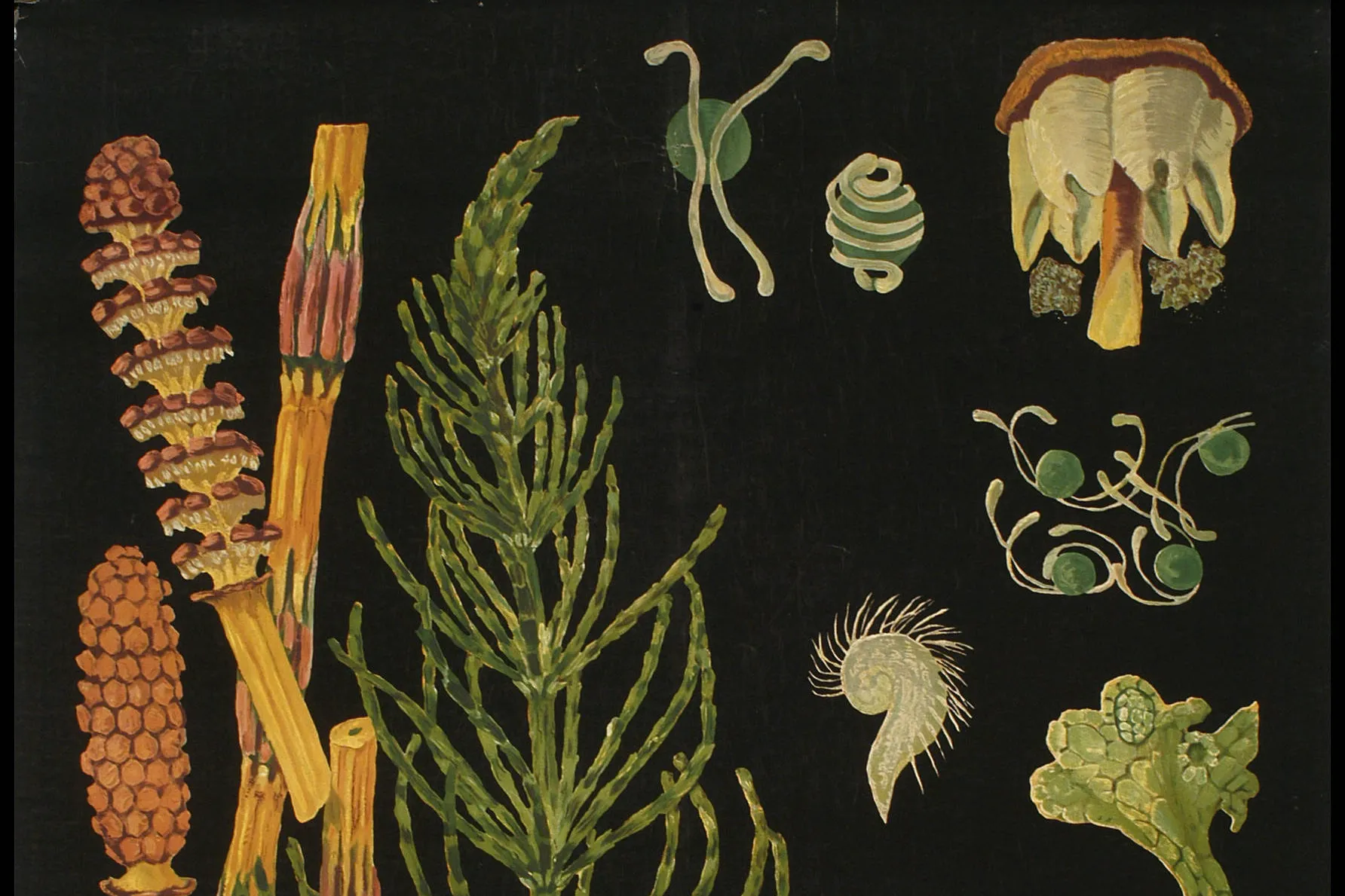 heermoes schoolplaat tekening