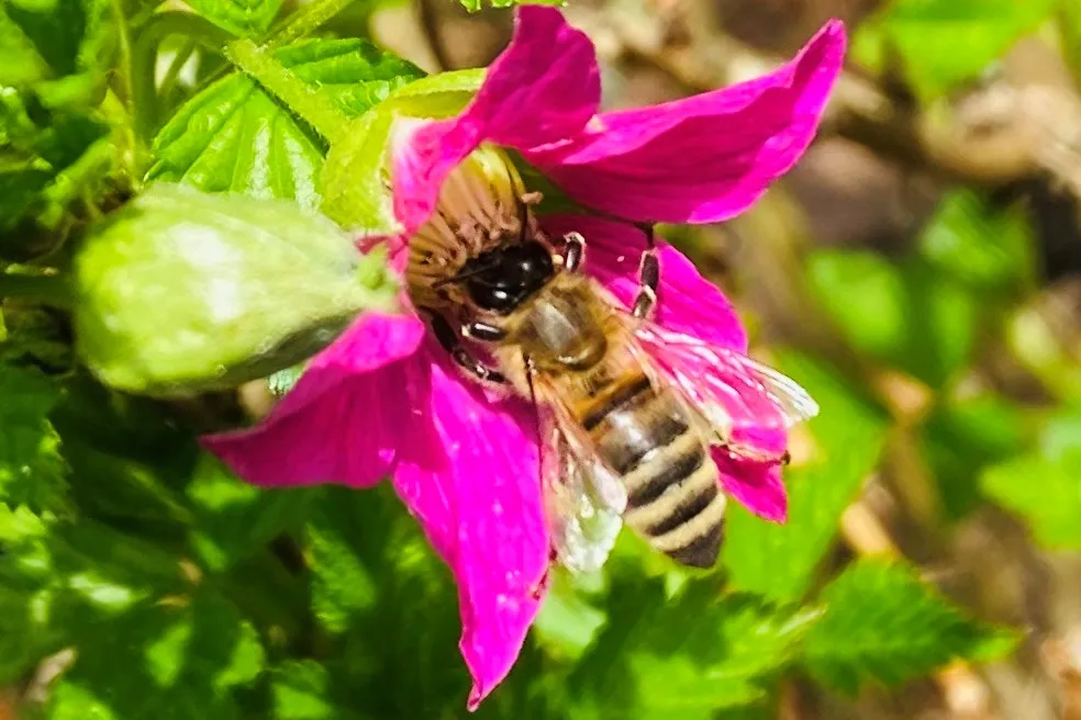 Foto van honingbij op een paarse bloem