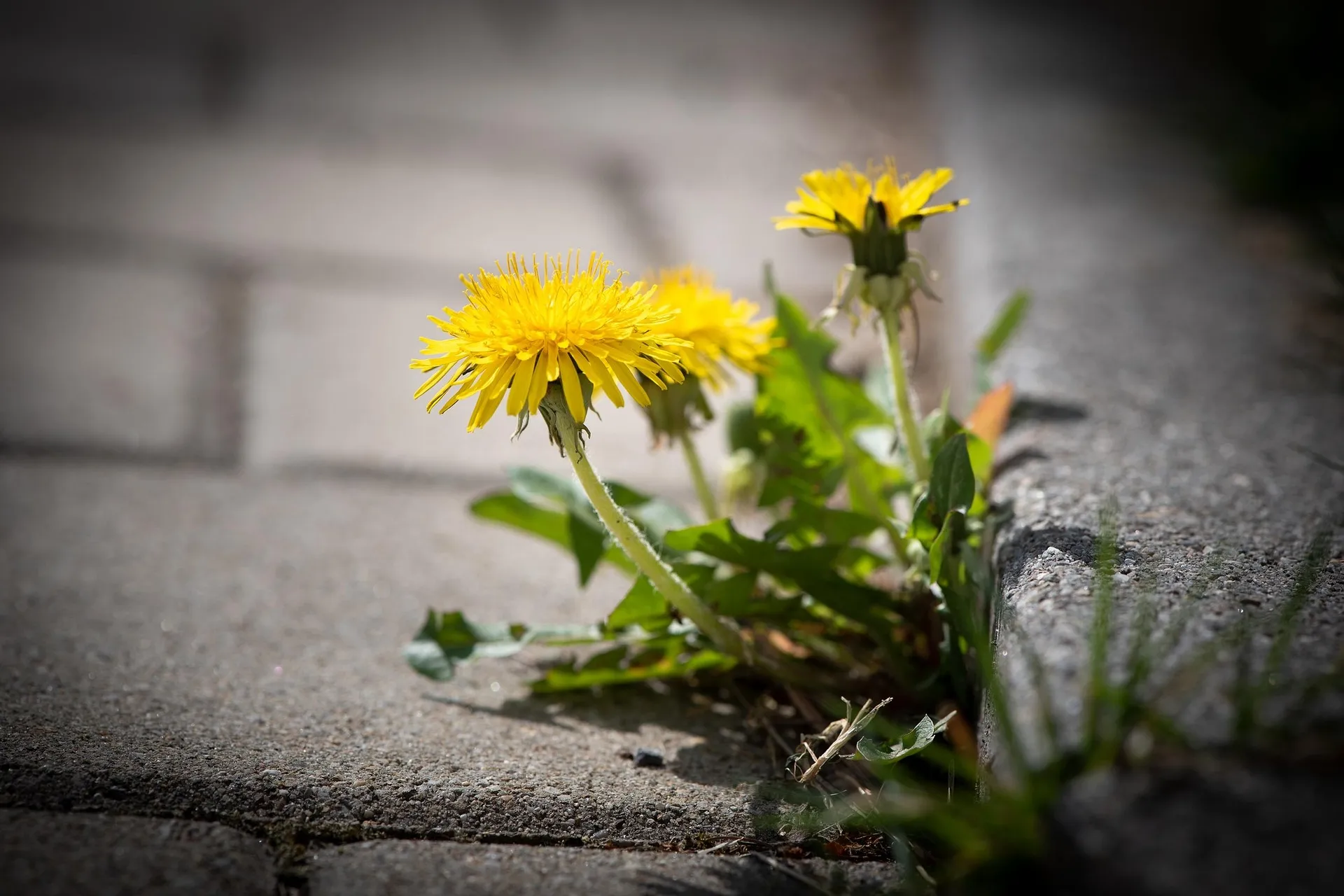 paardenbloem groeit langs stoeprand