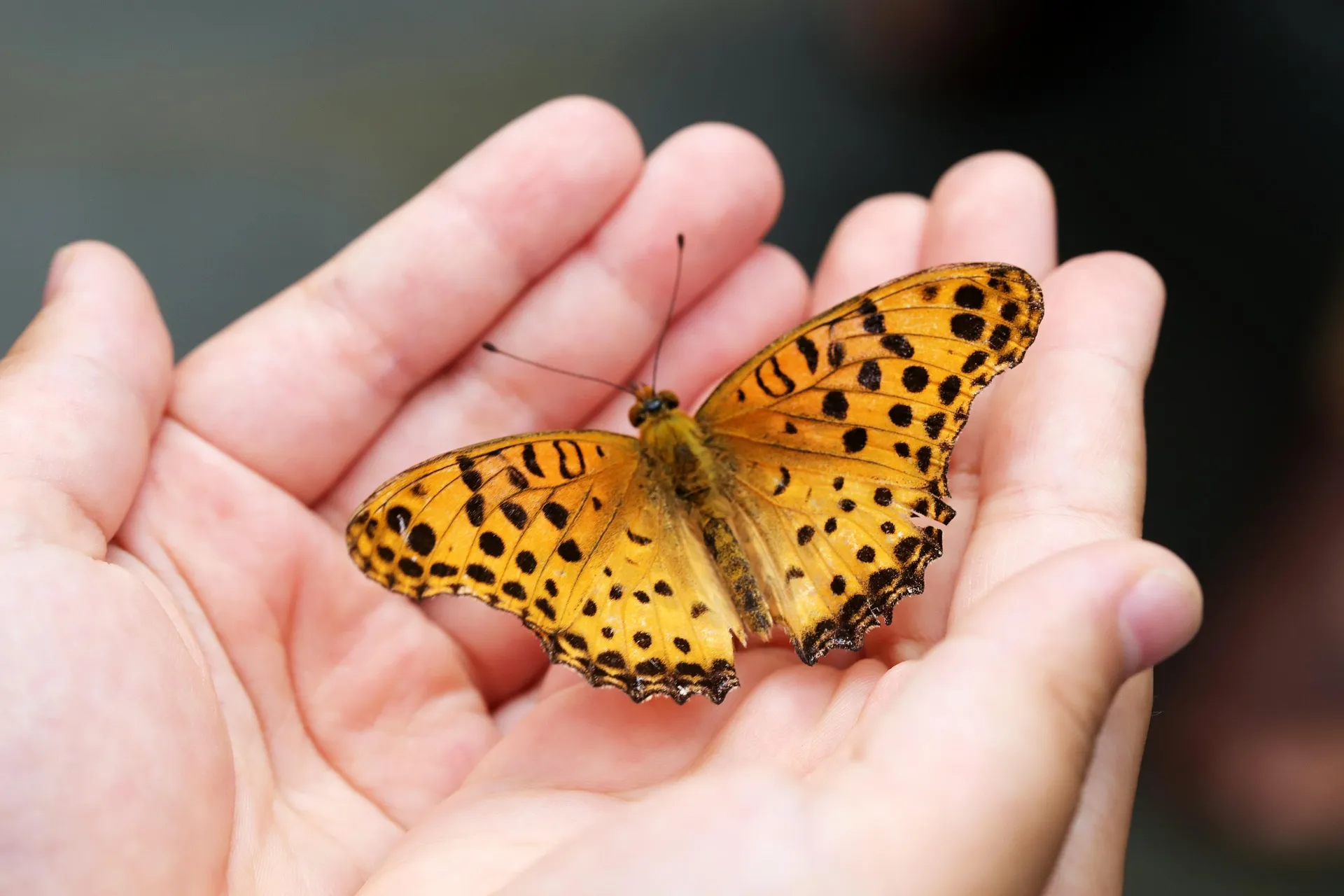 oranje vlinder in een hand
