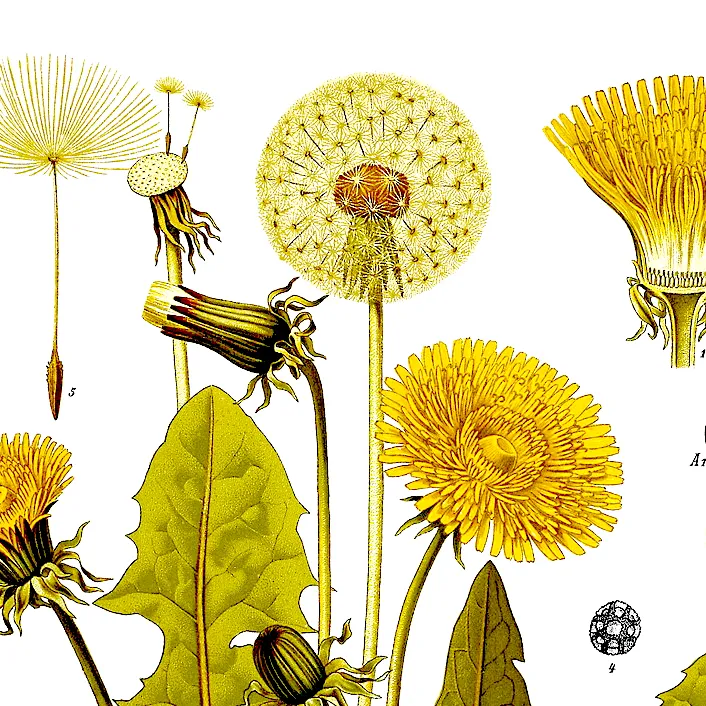 Paardenbloem tekening