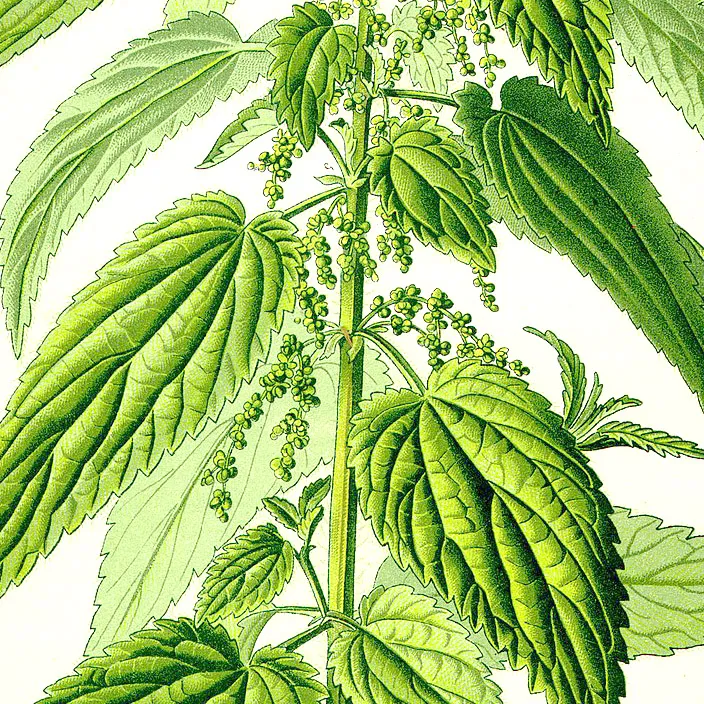 brandnetel tekening