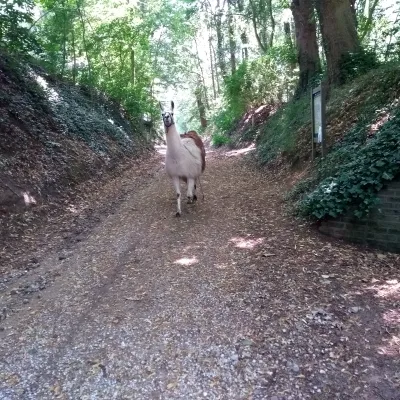 lama wandelen bos natuur