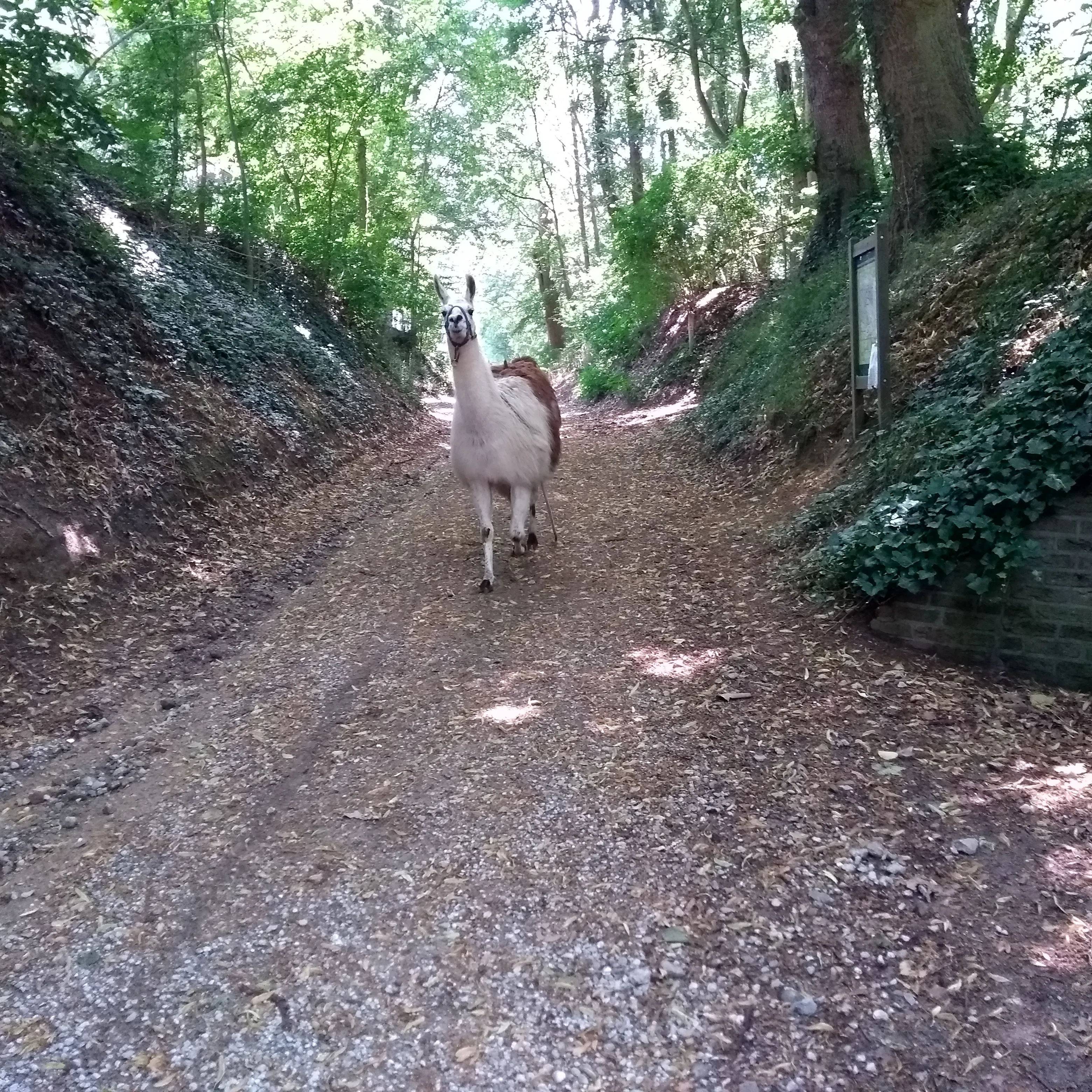 lama wandelen bos natuur