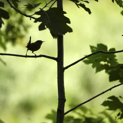 Foto van groen bos met vogeltje op tak