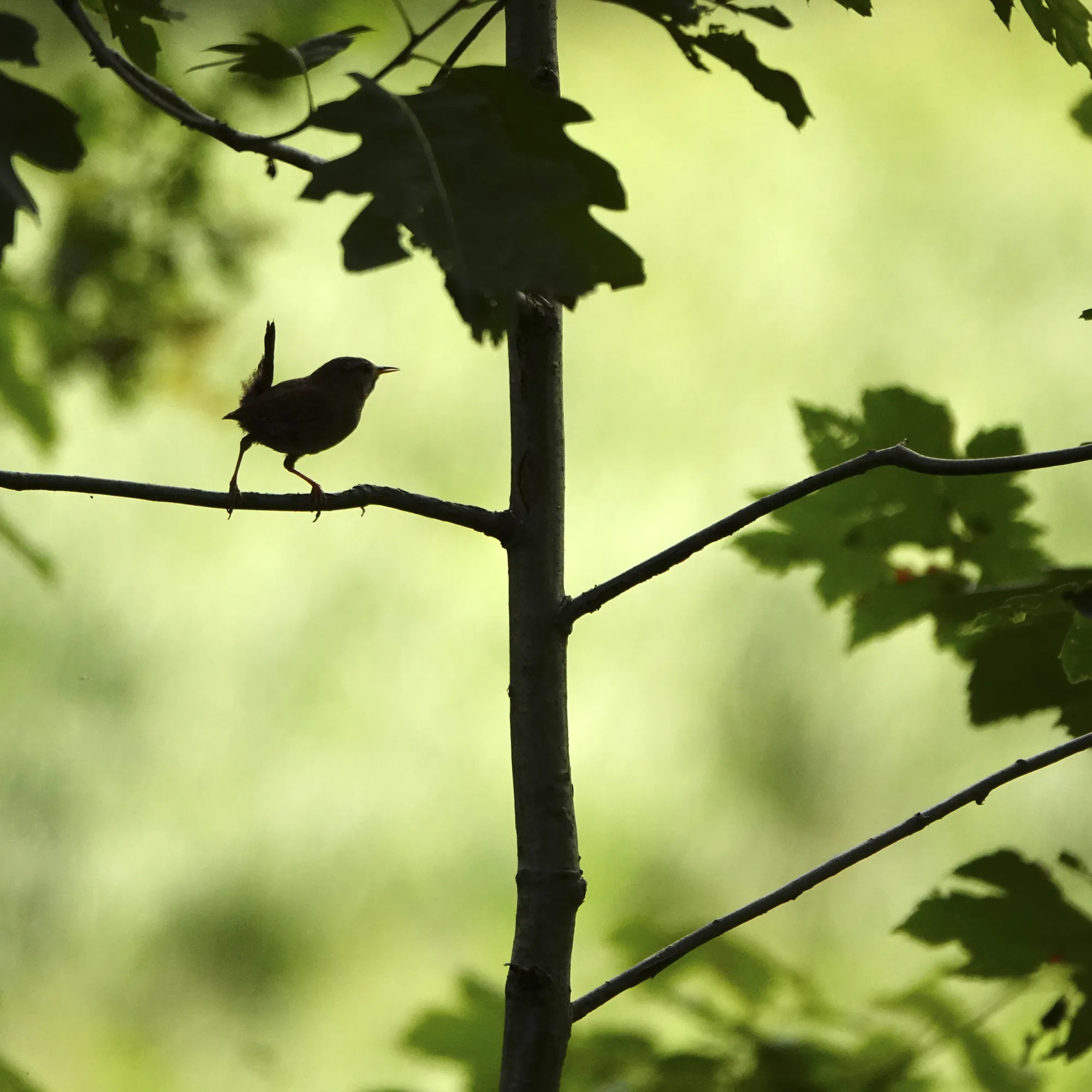 Foto van groen bos met vogeltje op tak