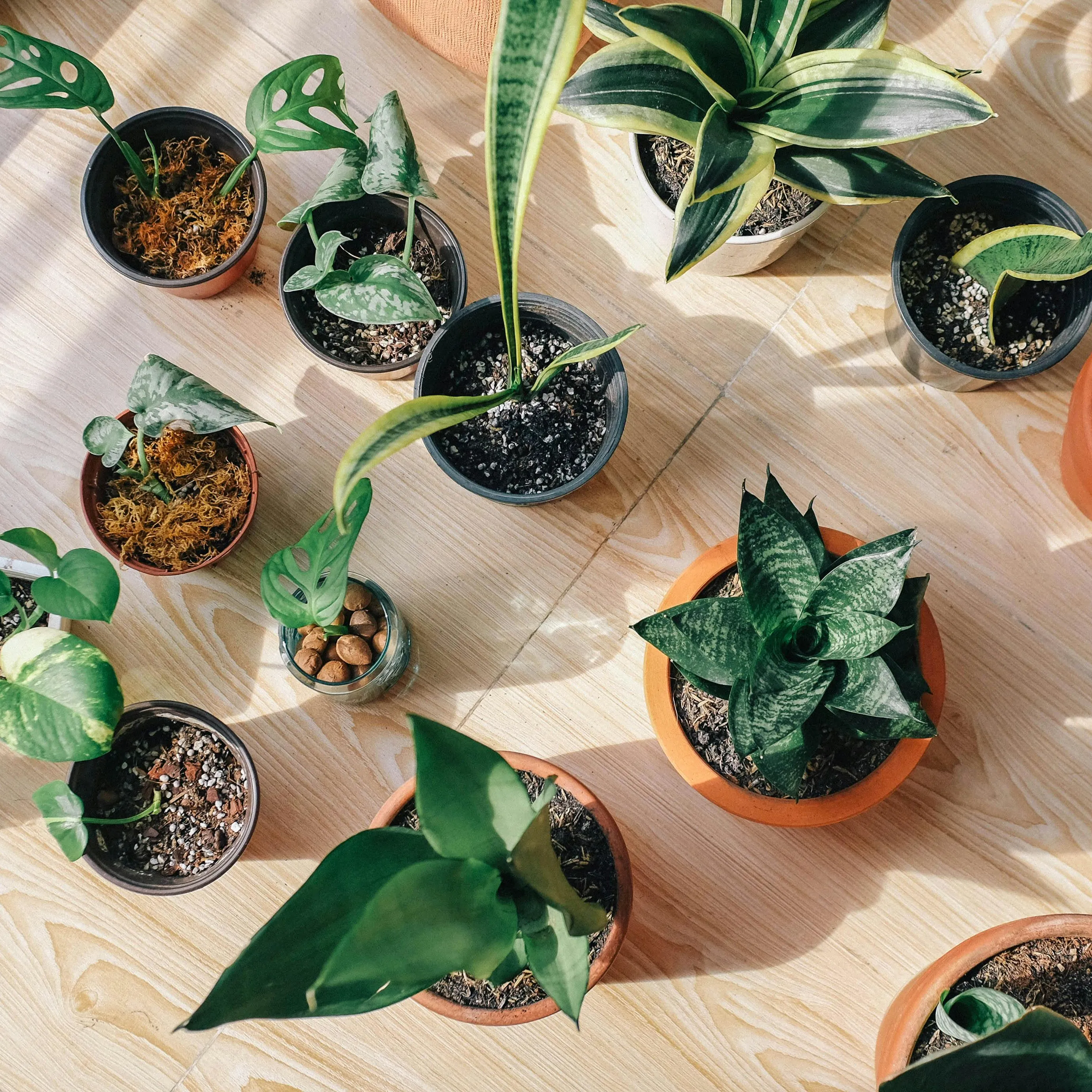 Foto van potjes met kleine planten