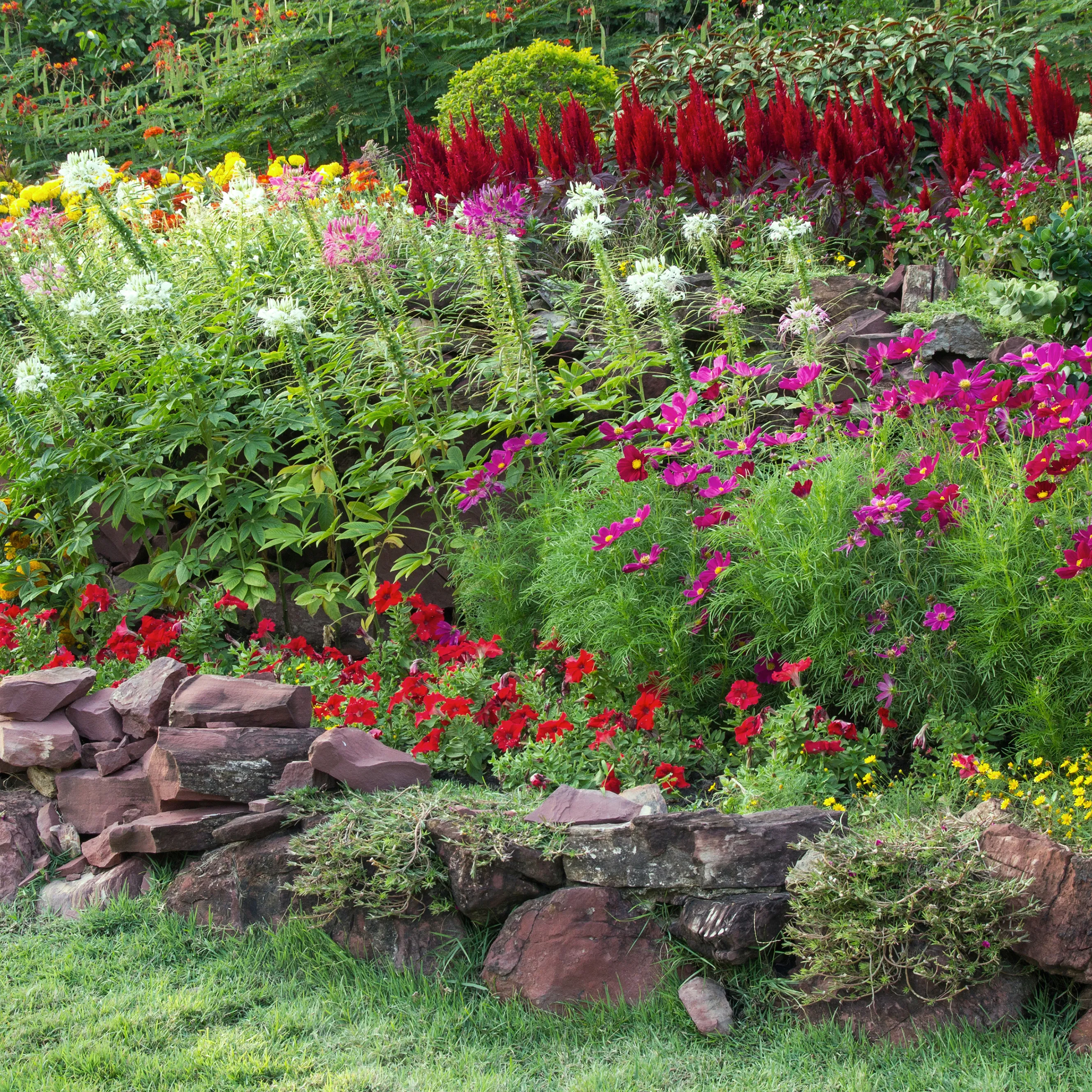 Foto van tuin met bloeiende gekleurde bloemen