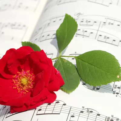 bladmuziek met rode roos