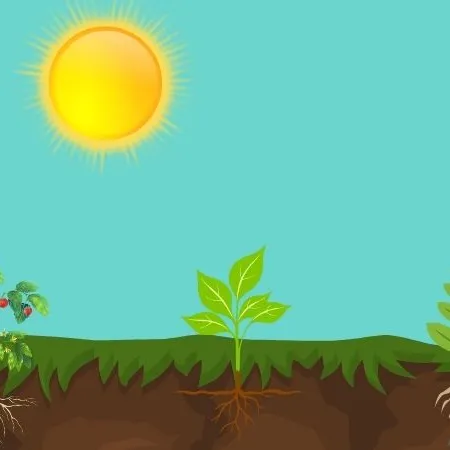 Illustratie plantjes boven en onder de grond