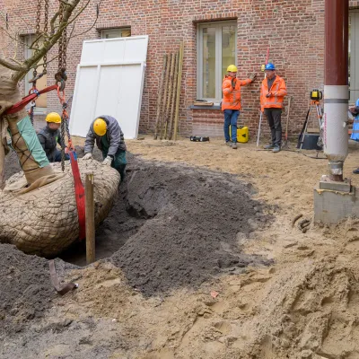 boom wordt geplant op binnenplaats