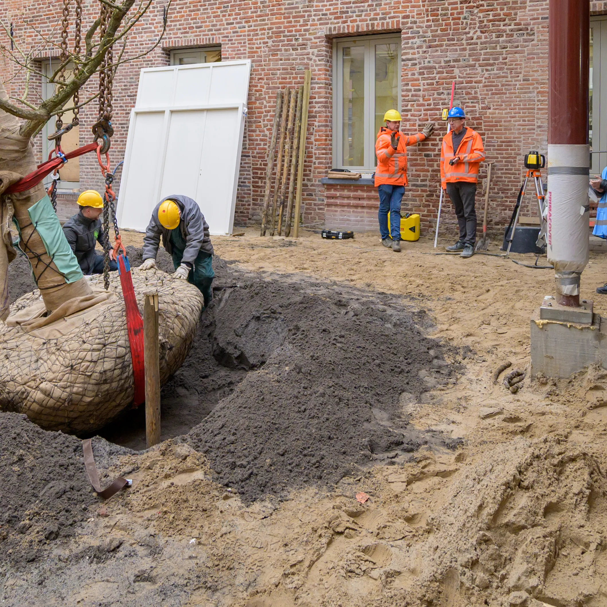 boom wordt geplant op binnenplaats