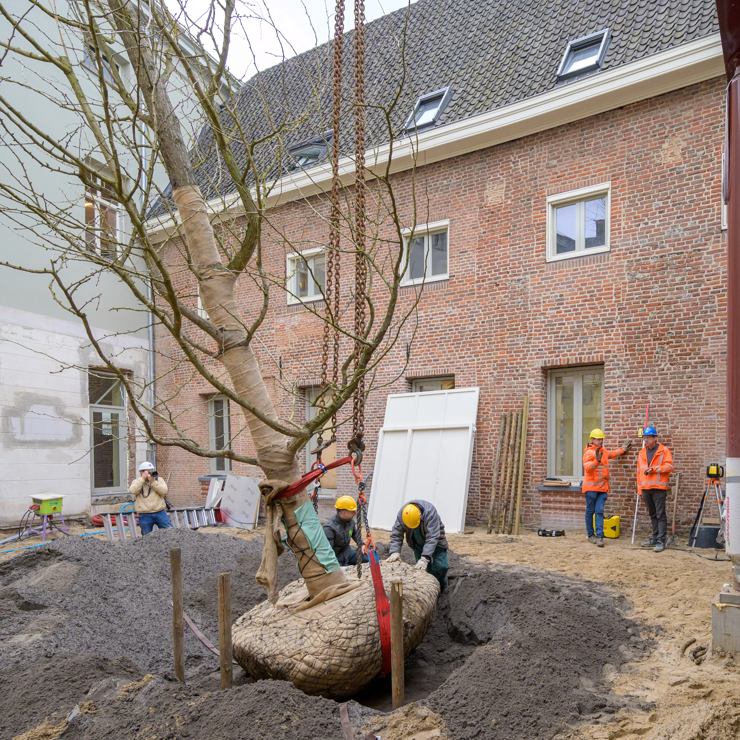 planten boom op binnenplaats