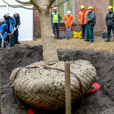 boom wordt geplant op binnenplaats