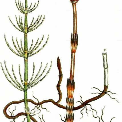 heermoes plant illustratie