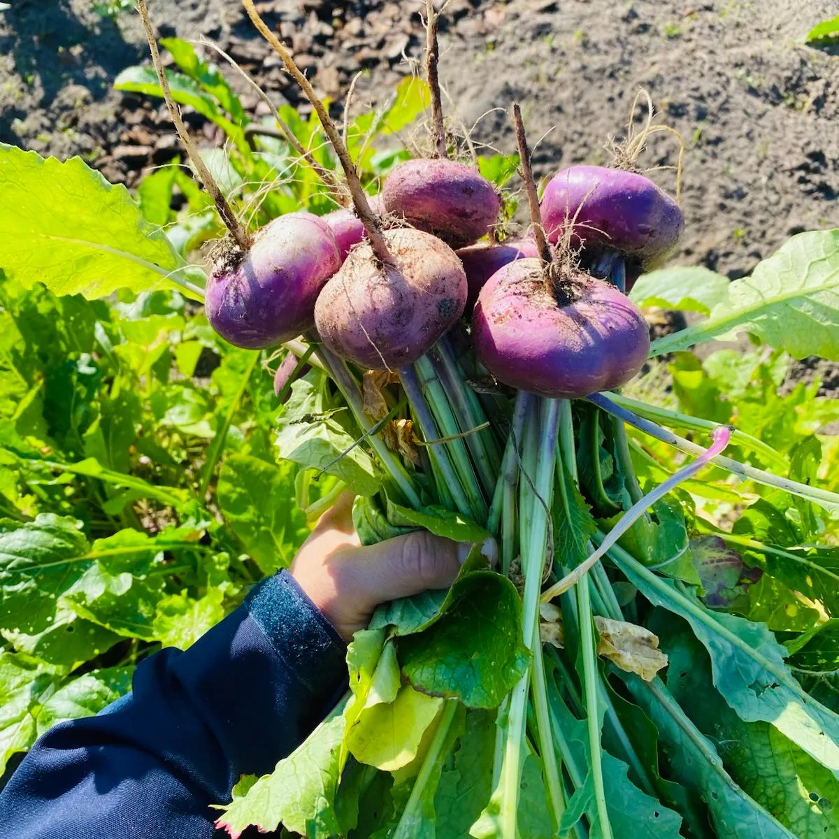 meiknollen, moestuin, oogst, biologische zaden