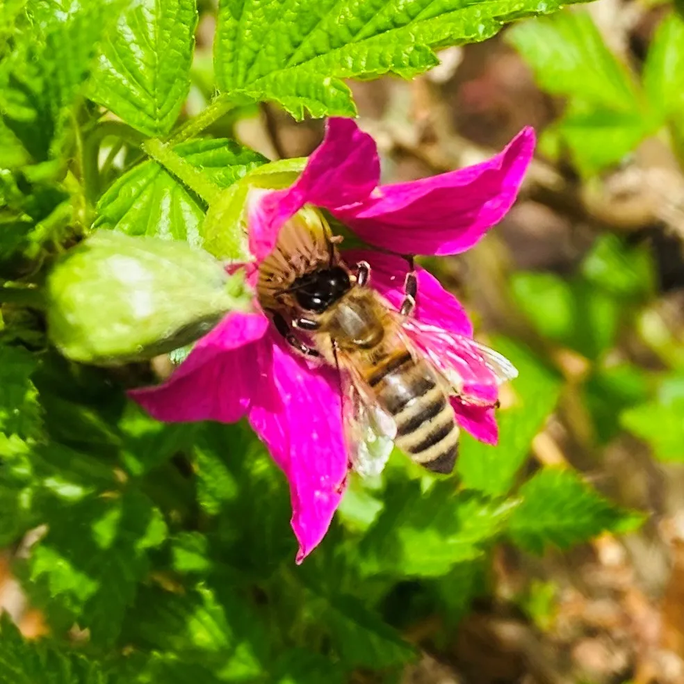 Foto van honingbij op een paarse bloem