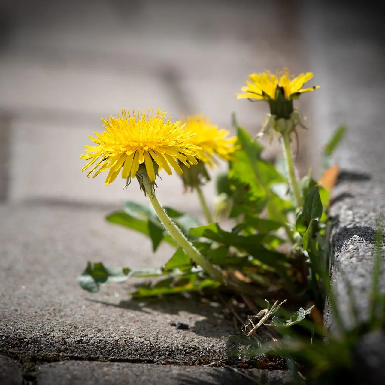 paardenbloem groeit langs stoeprand