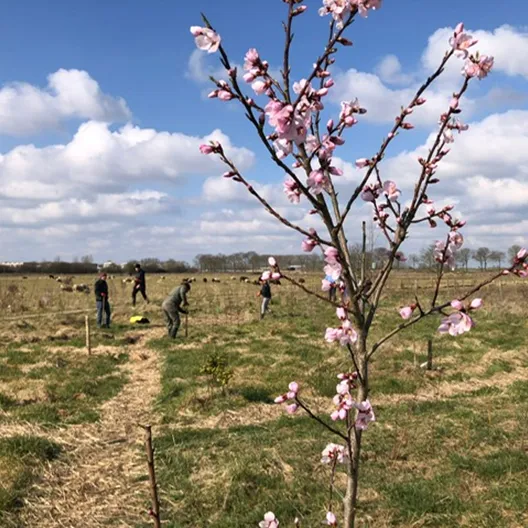 Foto van grasveld met bloeiende jonge boom / rose bloesem