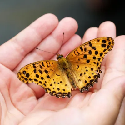 oranje vlinder in een hand