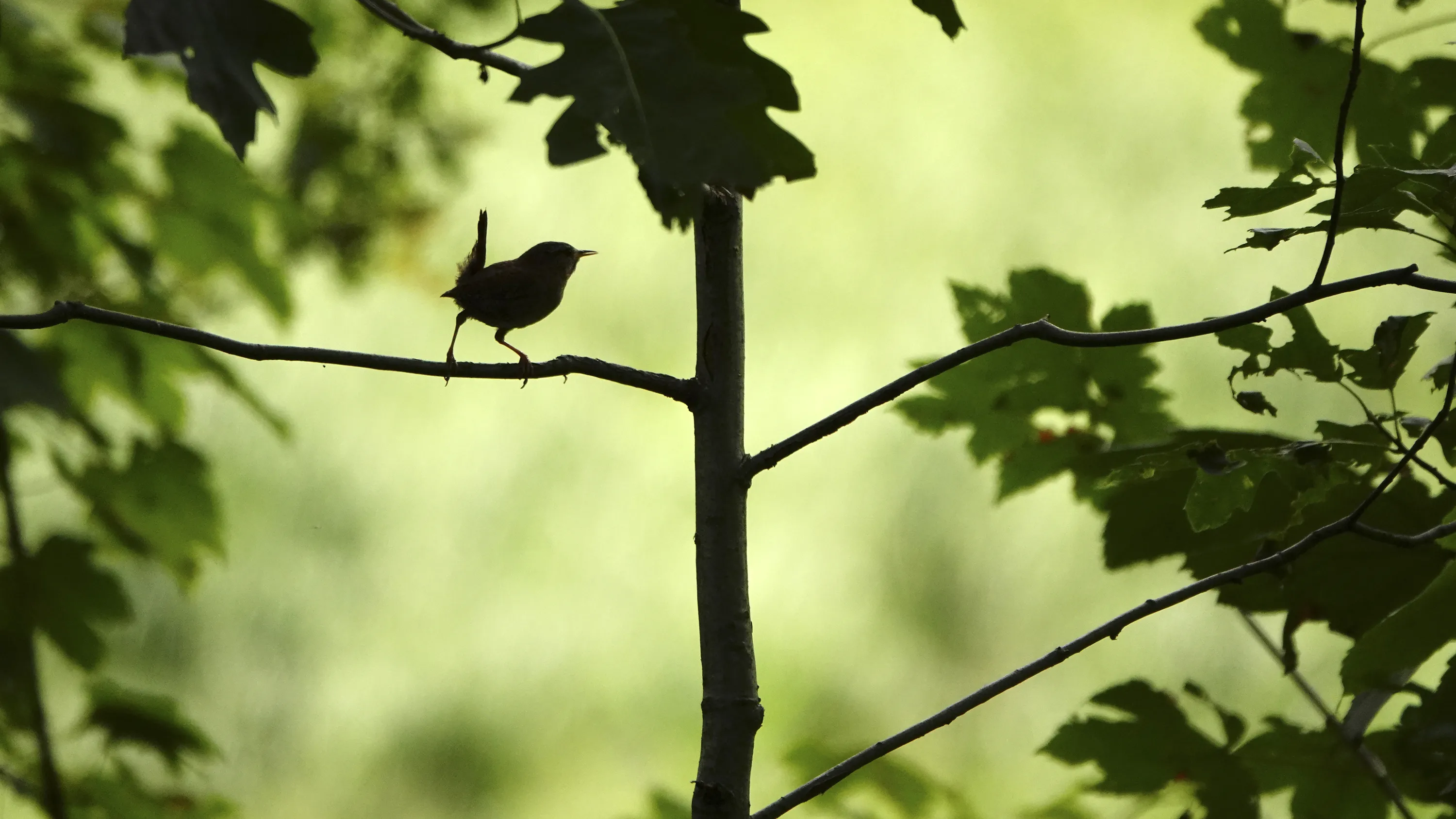Foto van groen bos met vogeltje op tak